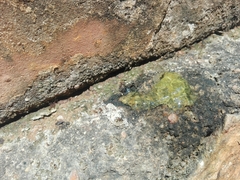 Trichomyrmex destructor