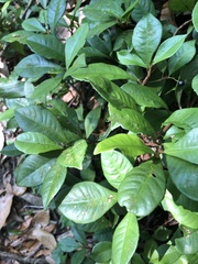 Ardisia chinensis