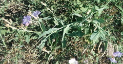Lactuca tatarica
