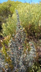 Aspalathus eustonbrownii