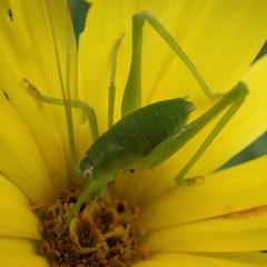 Odontura glabricauda