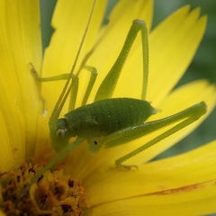 Odontura glabricauda
