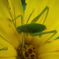 Odontura glabricauda