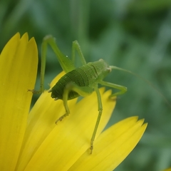 Odontura glabricauda