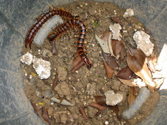 Scolopendra viridicornis