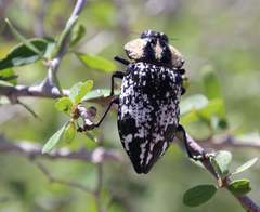 Neolycoreus corpulentus