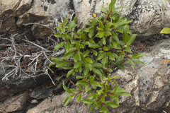 Salix rectijulis