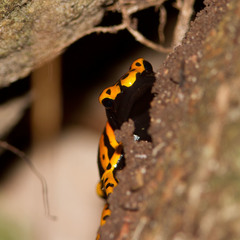 Dendrobates leucomelas