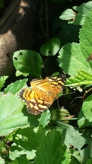 Anthanassa frisia