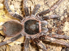 Acanthoscurria simoensi