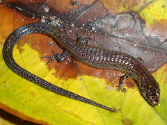 Arthrosaura reticulata