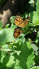 Anthanassa frisia