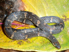 Atractus