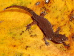 Chatogekko amazonicus