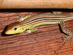 Cnemidophorus cryptus