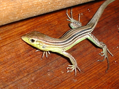 Cnemidophorus cryptus