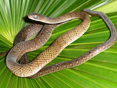 Dendrophidion dendrophis