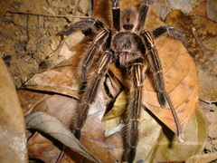 Ephebopus murinus