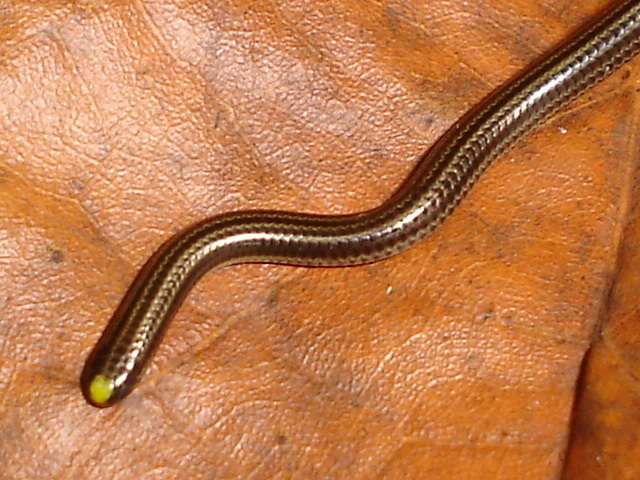 Wagler's Blind Snake