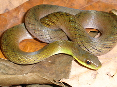Erythrolamprus typhlus