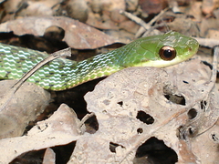 Erythrolamprus typhlus