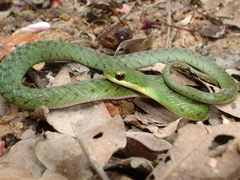 Erythrolamprus typhlus