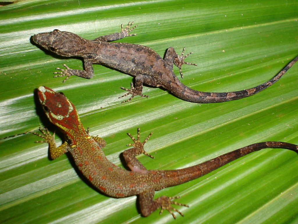 Trinidad Gecko