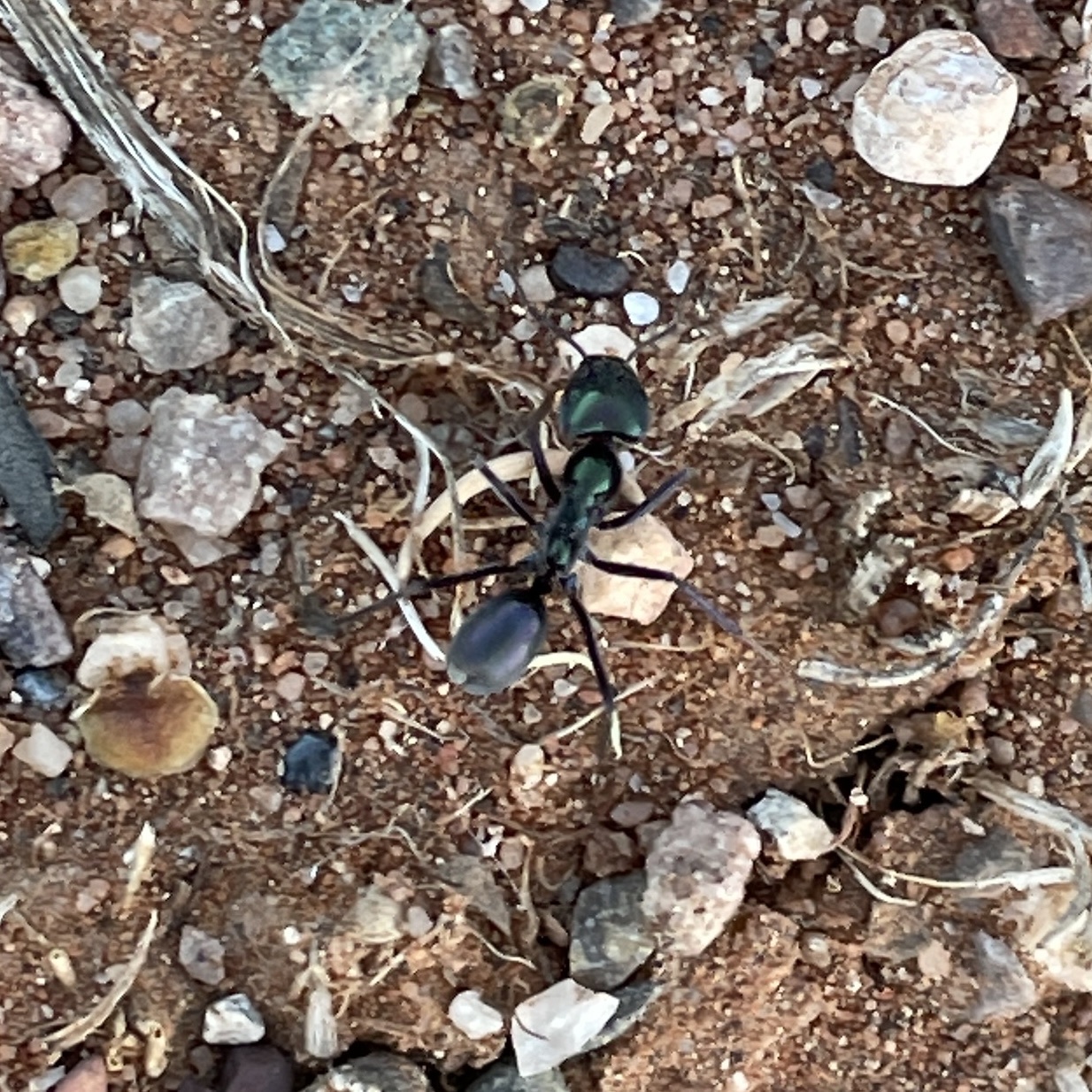 Iridomyrmex viridiaeneus