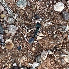 Iridomyrmex viridiaeneus