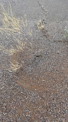 Iridomyrmex viridiaeneus