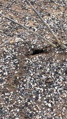 Iridomyrmex viridiaeneus