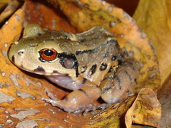 Leptodactylus stenodema
