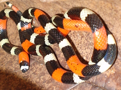 Micrurus lemniscatus