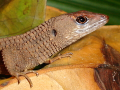 Neusticurus rudis