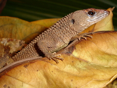 Neusticurus rudis