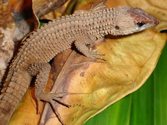 Neusticurus rudis