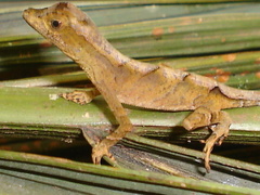 Anolis chrysolepis