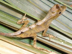 Anolis chrysolepis