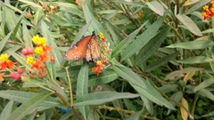 Danaus gilippus