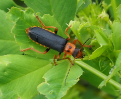 Cantharis marginiventris