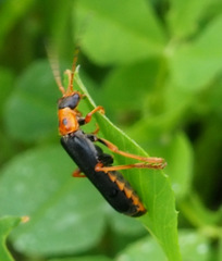 Cantharis marginiventris