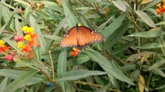 Danaus gilippus