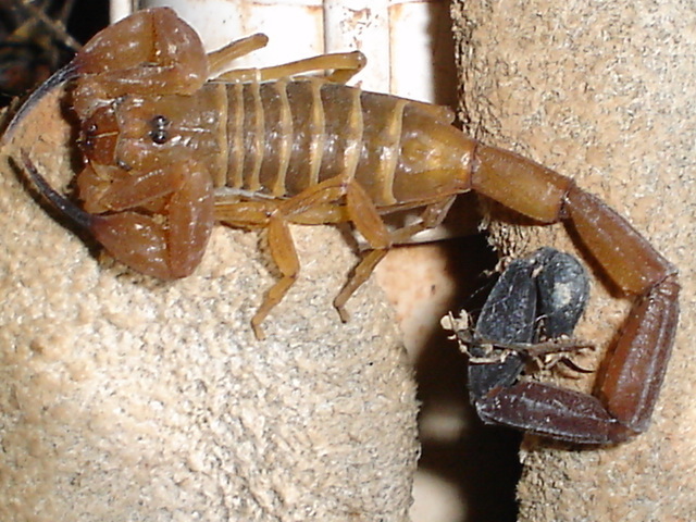 Tityus gasci