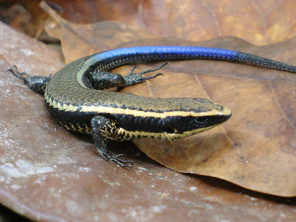 Smooth Tegu