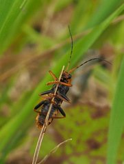Cantharis marginiventris