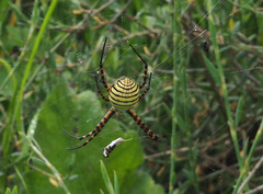 Argiope trifasciata