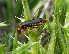Cantharis marginiventris