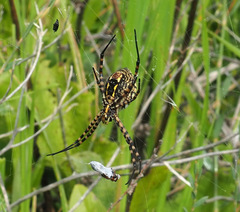 Argiope trifasciata