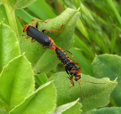 Cantharis marginiventris