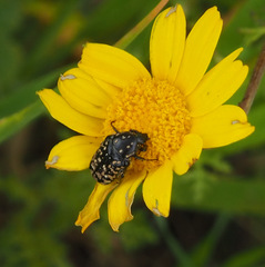 Oxythyrea noemi